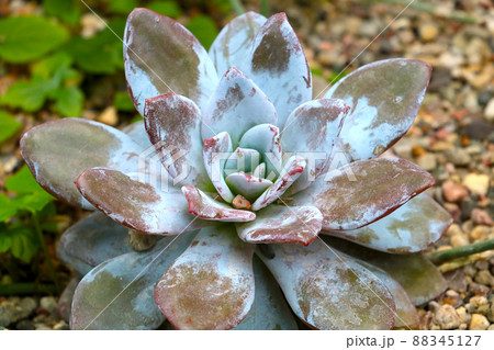Echeveria graceifica is a species of flowering plant in the genus Echeveria of the family Fattyaceae. A popular houseplant. Echeveria graceifica is a species of flowering plant in the genus Echeveria of the family Fattyaceae. A popular houseplant. 88345127