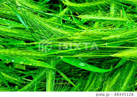 Green ears of wheat or barley with drops of water. Green ears of wheat or barley with drops of water. 88345128