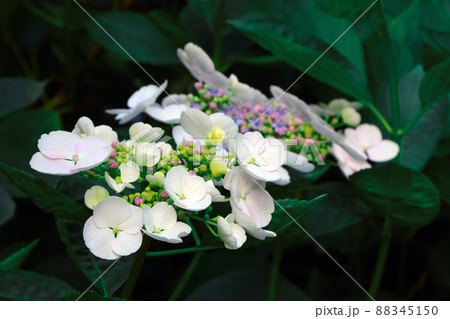Beautiful background of blooming hydrangeas in the park. 88345150