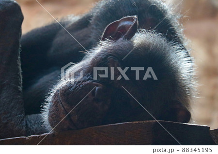 Close-up of a monkey lying on a wooden bench. Close-up of a monkey lying on a wooden bench. 88345195