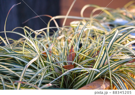 Close up of houseplants, soft light. 88345205