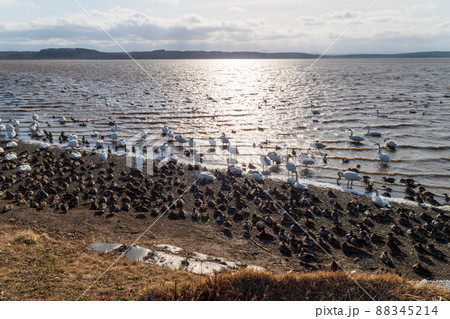 クッチャロ湖の水鳥 88345214