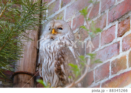 Close-up on a great gray owl in the park. 88345266