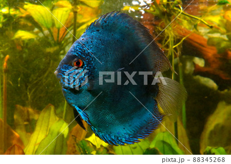 Blue discus fish in the aquarium. Popular as freshwater aquarium fish. 88345268