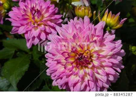 A flowering dahlia bud in the park in summer or autumn. 88345287