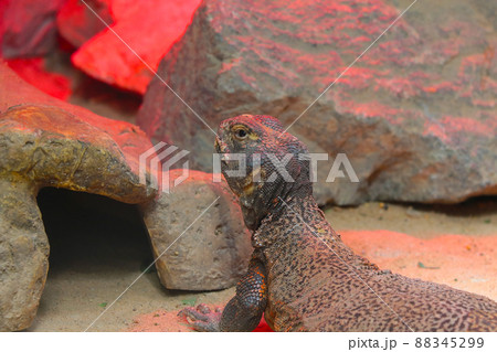 Close-up of a monitor lizard in an animal park. 88345299