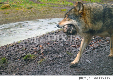 Out of focus, blurry background, wolf in mouth holding bone. 88345335