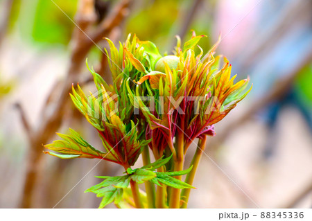 A young green branch of a flower in the spring in the park. A young green branch of a flower in the spring in the park. 88345336