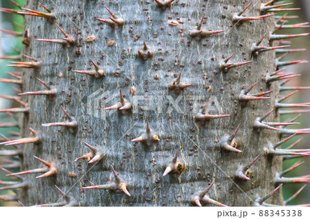 A lot of big needles on the trunk of the cactus, the background of nature. 88345338