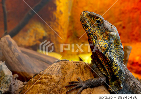 Close-up of a beautiful lizard in a tree. 88345436