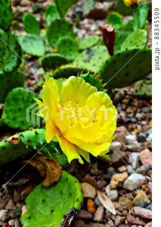 Close-up on a blooming yellow flower on a green cactus. 88345509