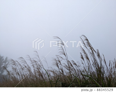 景色 風景 植物 88345529
