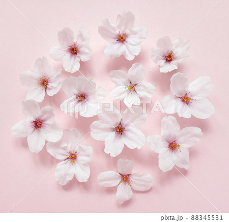 桜の花の集まり 88345531