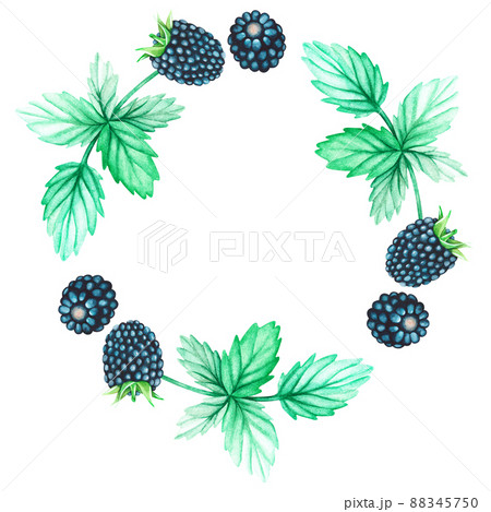 Blackberry wreath. Watercolor illustration. Isolated on a white background. For design. 88345750
