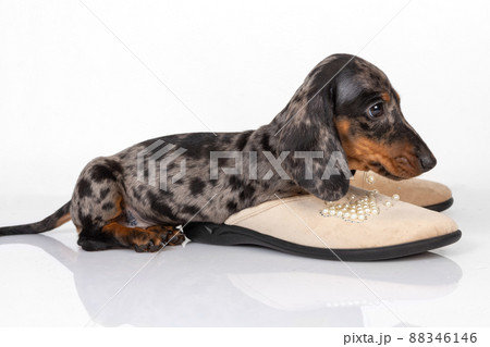 Little dachshund puppy with shoes lying on a white studio background 88346146