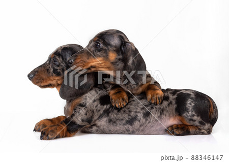 A pair of marble smooth-haired dachshund puppies got tired of the photo shoot and fell asleep on top of each other 88346147