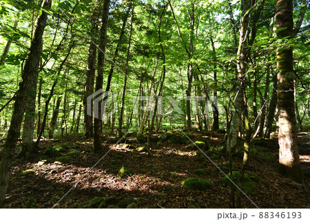 奥鬼怒トレッキング、鬼怒沼山へ 奥鬼怒トレッキング、鬼怒沼山へ 88346193