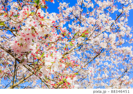 桜　背景素材 88346451