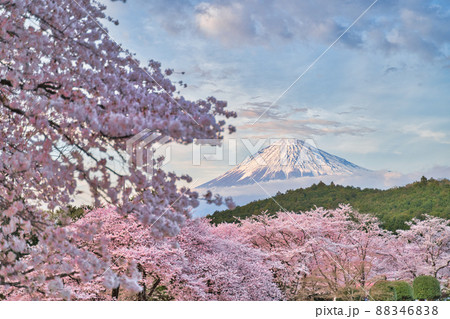 桜と富士山 桜と富士山 88346838