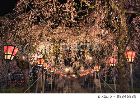 夜桜ライトアップ 夜桜ライトアップ 88346839