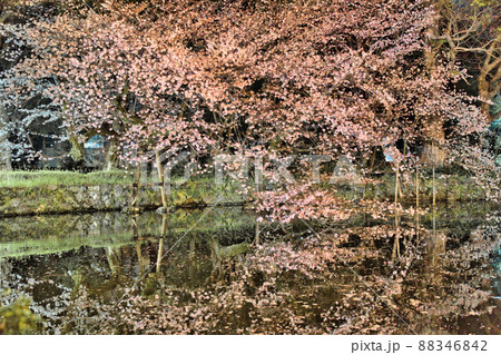 水面にうつる夜桜 88346842