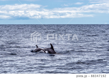 Mother and calf of common bottlenose dolphins or Atlantic bottlenose dolphins, Tursiops truncatus 88347192