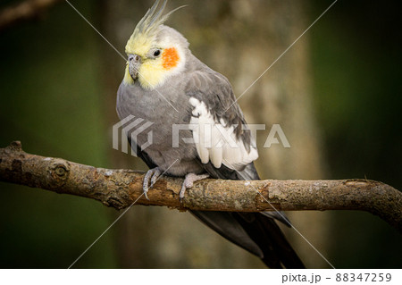 Yellow-gray parrot cockatiel sits on a tree branch. Beautiful colors. 88347259