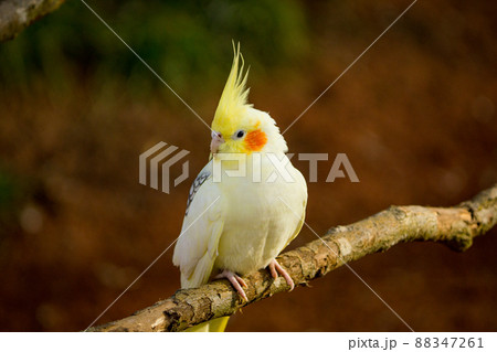 Yellow-gray parrot cockatiel sits on a tree branch. Beautiful colors. Yellow-gray parrot cockatiel sits on a tree branch. Beautiful colors. 88347261