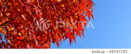 紅葉 88347285