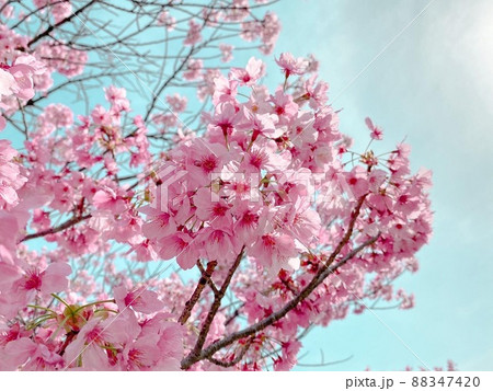満開 青い空をバックに撮っている桜 満開 青い空をバックに撮っている桜 88347420