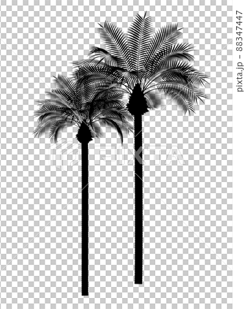 兩個並排的棕櫚樹的插圖_real_silhouette 兩個並排的棕櫚樹的插圖_real_silhouette 88347447
