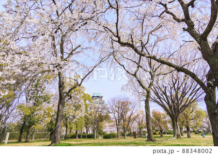 大阪城公園 満開の桜と大阪城 大阪城公園 満開の桜と大阪城 88348002
