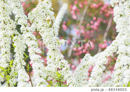 大阪城公園 満開の桜と大阪城 大阪城公園 満開の桜と大阪城 88348003