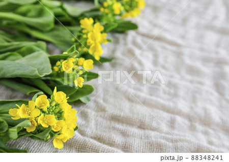 花が咲いたチンゲン菜花 花が咲いたチンゲン菜花 88348241