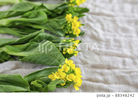 花が咲いたチンゲン菜花 88348242