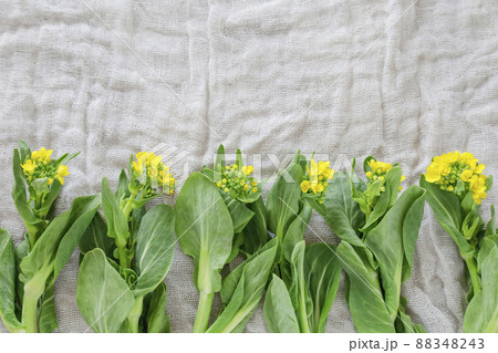 花が咲いたチンゲン菜花 88348243