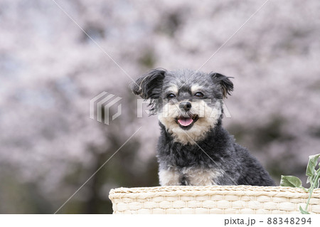 桜とカゴに入ったチワプーのコハク 88348294