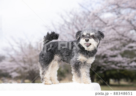 桜と笑顔のチワプーのコハク 桜と笑顔のチワプーのコハク 88348651