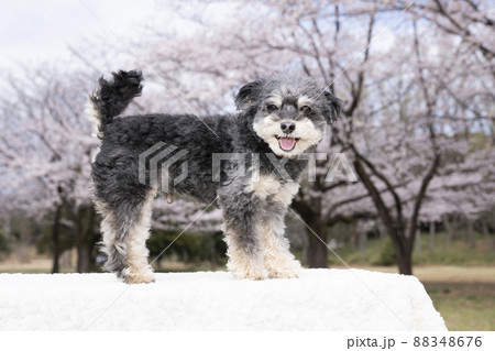 桜と笑顔のチワプーのコハク 桜と笑顔のチワプーのコハク 88348676