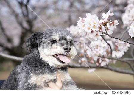 桜と笑顔のチワプーのコハク 88348690