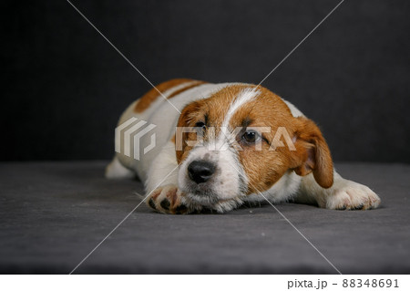Jack Russell terrier 88348691