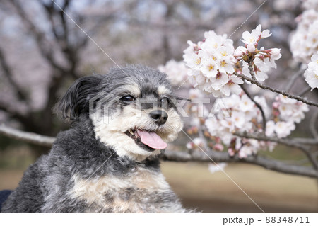 桜と笑顔のチワプーのコハクのバストアップ 88348711
