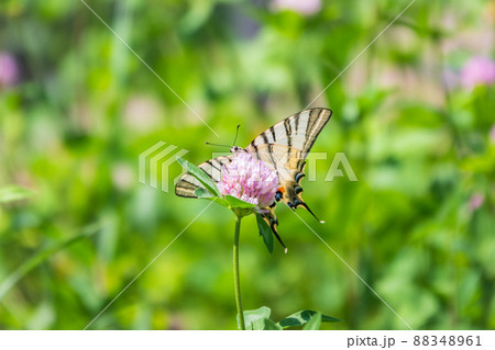 Beautiful Butterfly Scarce Swallowtail, Sail Swallowtail, Pear-tree Swallowtail, Podalirius. Latin name Iphiclides podaliriu. Butterfly collects nectar on flower. 88348961