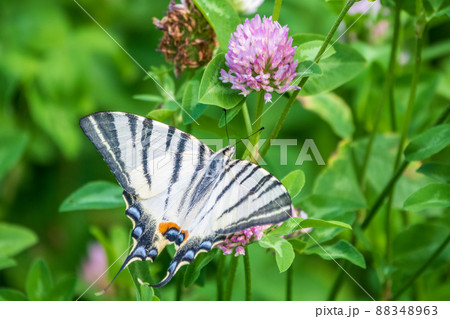 Beautiful Butterfly Scarce Swallowtail, Sail Swallowtail, Pear-tree Swallowtail, Podalirius. Latin name Iphiclides podaliriu. Butterfly collects nectar on flower. 88348963