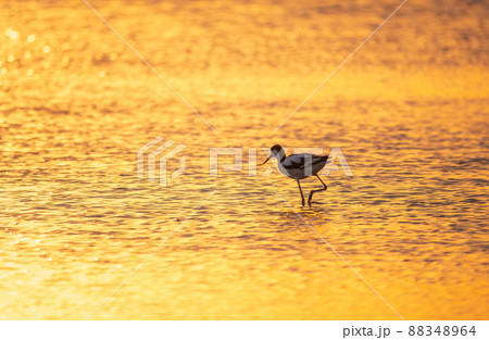 Water bird pied avocet, Recurvirostra avosetta, standing in the water in orange sunset light. The pied avocet is a large black and white wader with long, upturned beak Water bird pied avocet, Recurvirostra avosetta, standing in the water in orange sunset light. The pied avocet is a large black and white wader with long, upturned beak 88348964