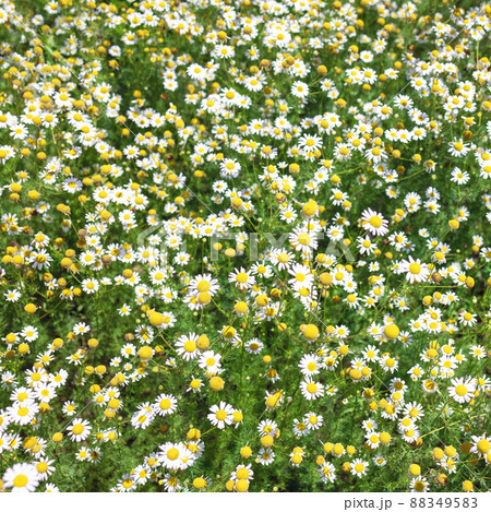 Beautiful blooming medical roman Chamomile flowers Field  88349583