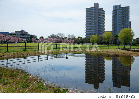 尾久の原公園の枝垂れ桜と若葉 スカイツリー 池 尾久の原公園の枝垂れ桜と若葉 スカイツリー 池 88349735
