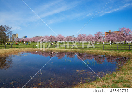尾久の原公園の枝垂れ桜と若葉に新緑 尾久の原公園の枝垂れ桜と若葉に新緑 88349737