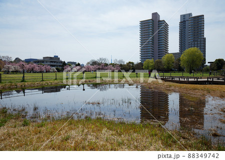 尾久の原公園の枝垂れ桜と若葉　スカイツリー　池 88349742