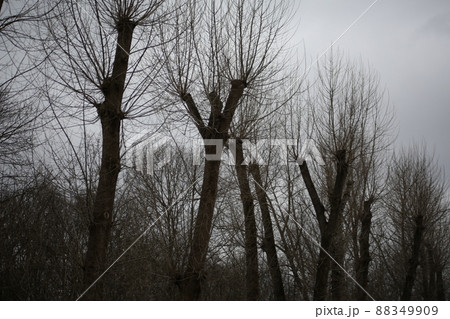Dense grove with trees for a walk. Birches and oaks in autumn evening 88349909